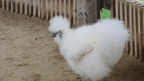 pájaro blanco esponjoso en el recinto