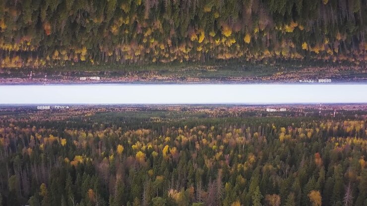 Paesaggio boschivo capovolto in autunno