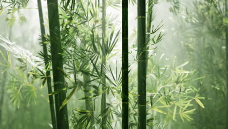 serene bamboo forest