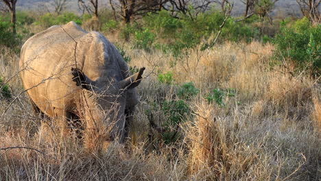 Enthorntes-Erwachsenes-Breitmaulnashorn-Frisst-Friedlich-Trockene-Gräser-In-Der-Savanne