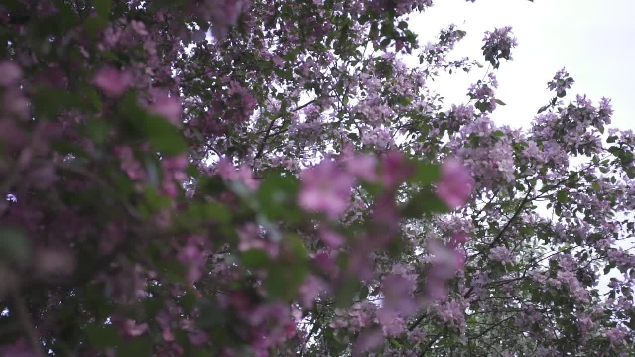 나무에 핑크색 꽃이 피고