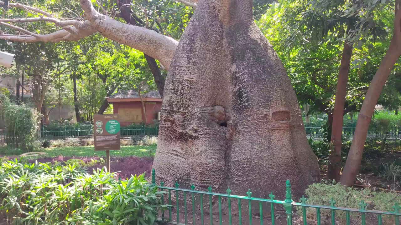 Byculla Hayvanat Bahçesi Rani Bagh'ın girişindeki Baobab ağacı