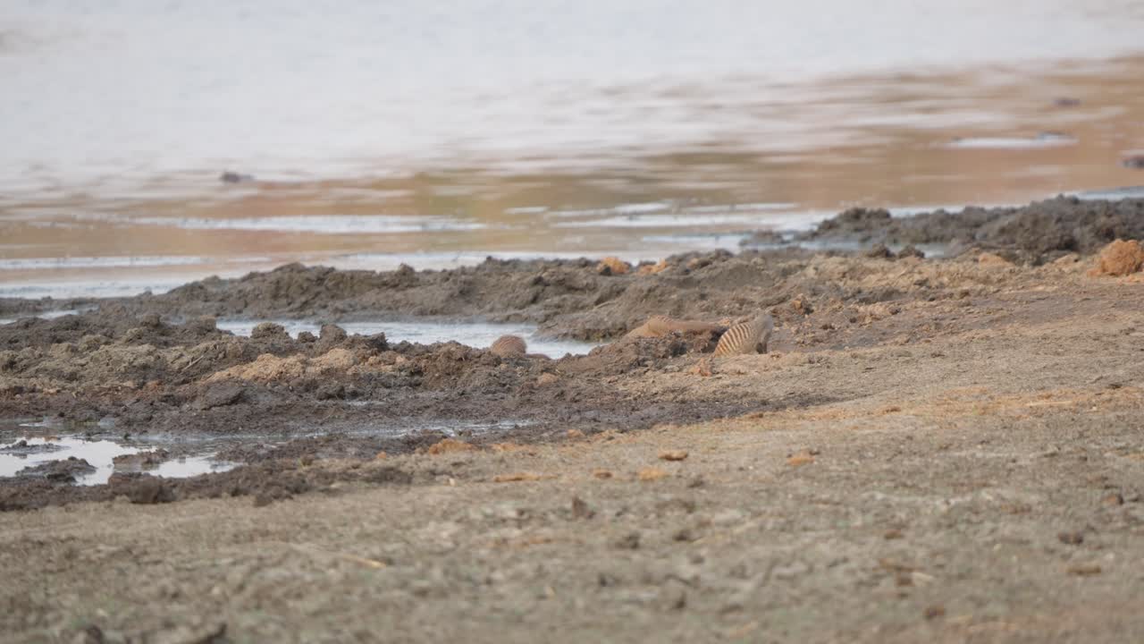 A mob of two banded mongooses (Mungos mungo) gather at a muddy watering hole in Kruger National Park, with one partially hidden behind a mud bank. Slow motion wildlife footage