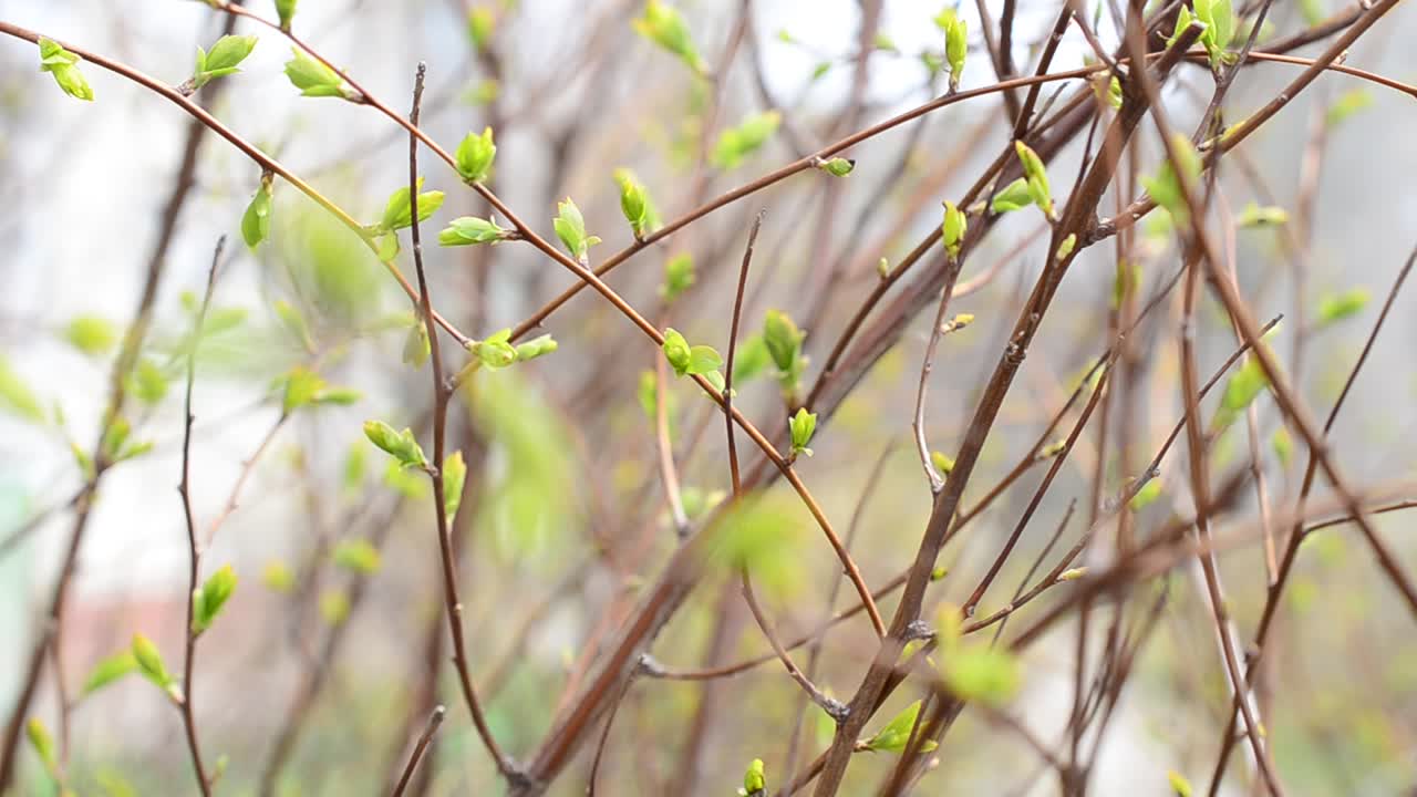 Vårnatur. Blader på grener