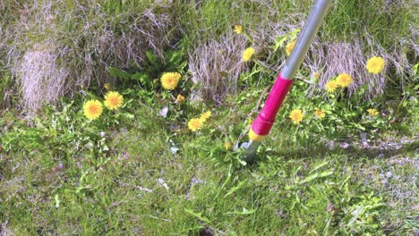 close up view of being pulled out of ground with special equipment dandelion flowers. sweden.