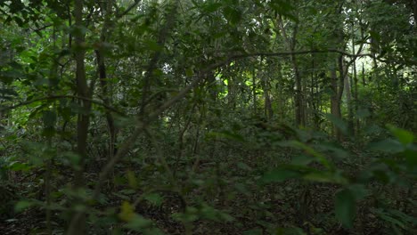 Toma-En-Movimiento-De-Un-Verde-Profundo-Dentro-Del-Bosque.