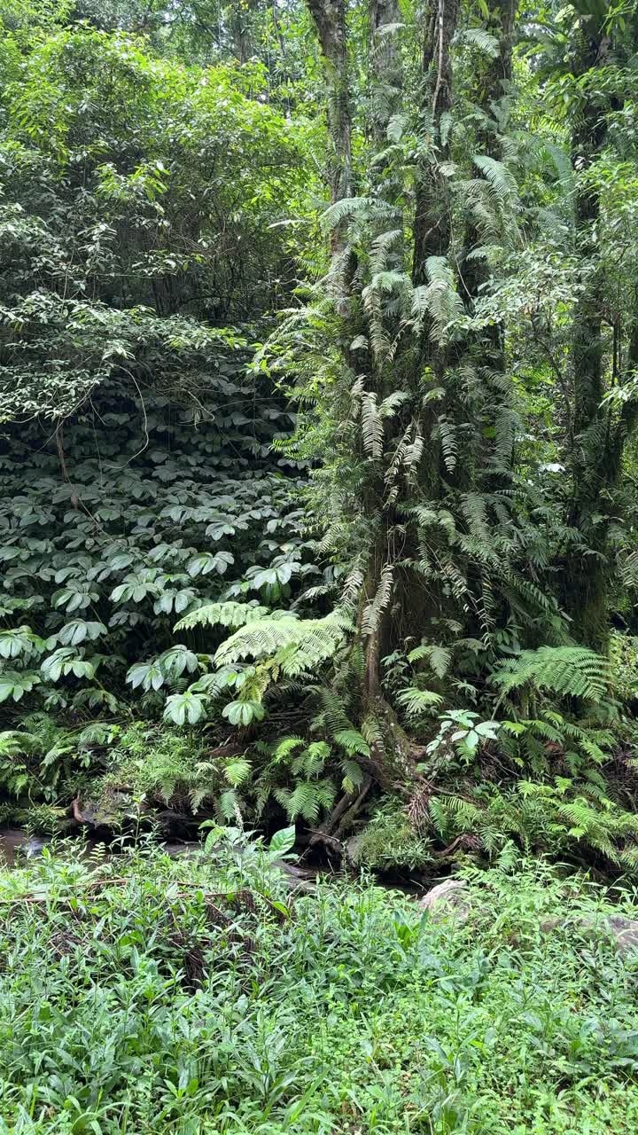 Panoramica lenta di una fitta vegetazione verde della giungla