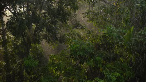 森林中正在下雨