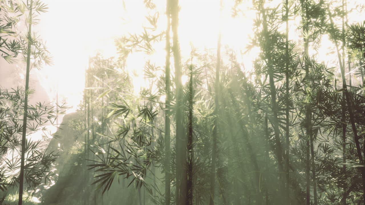 Light filters through lush bamboo in a serene forest setting