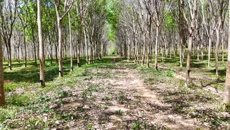 aerial footage of a rubber plantation in phuket, thailand, showcasing rows of trees under bright daylight with a serene atmosphere