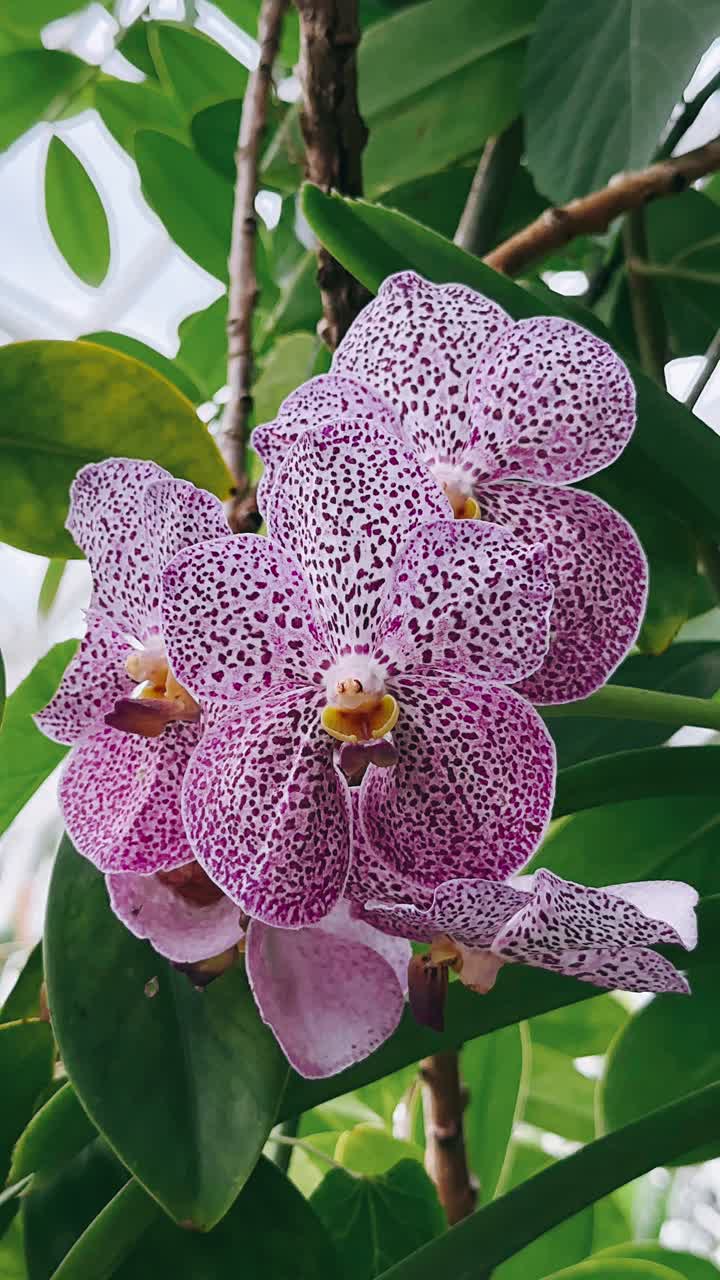 Purple Spotted Orchid