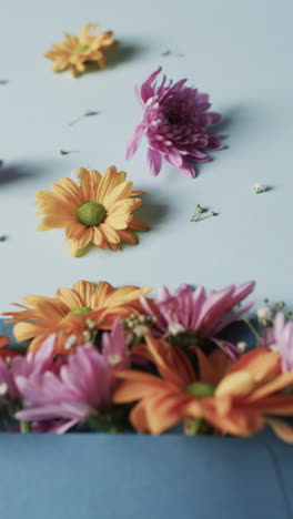 vvertical video of yellow and pink flowers in blue envelope with copy space on blue background