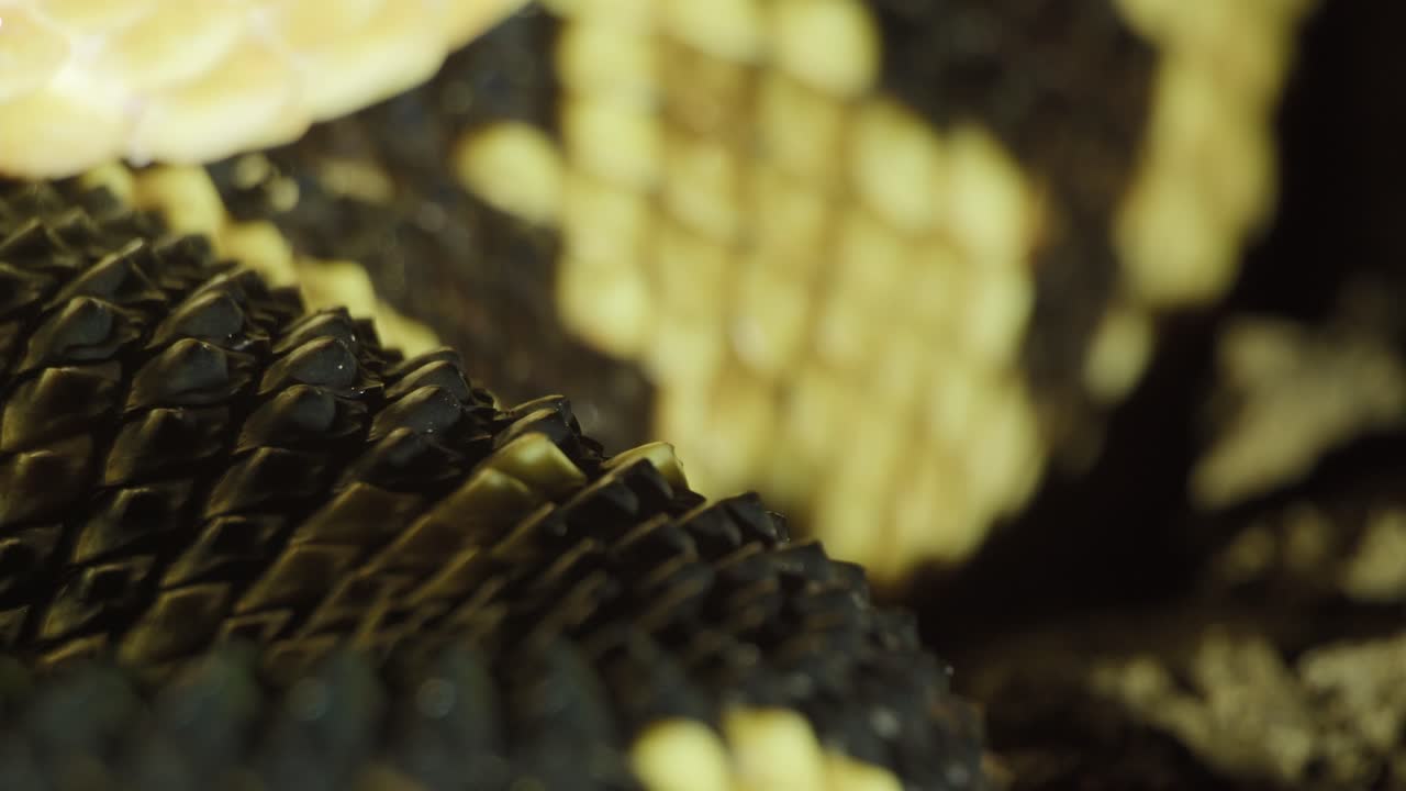 enfoque tire a lo largo de la resistente piel de concha bushmaster amarilla y negra en la selva amazónica