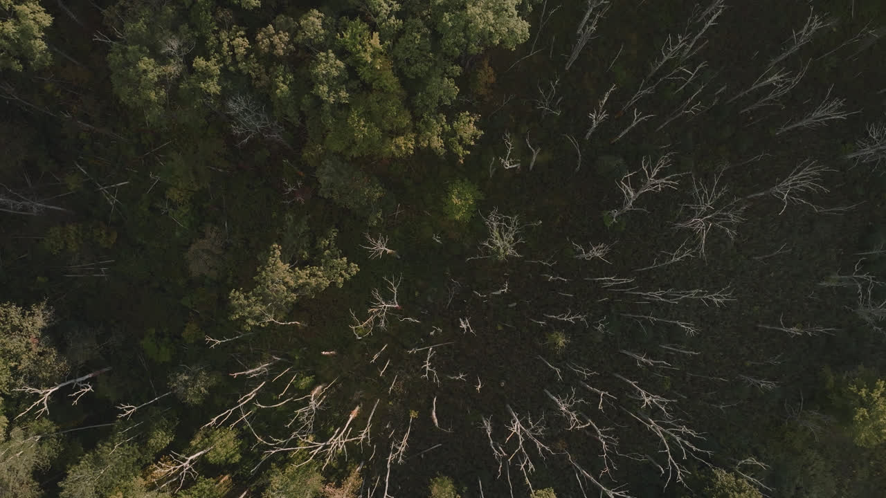Aerial view of a forest. Shot on an autumn day in the Catskill Mountains