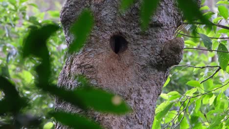 Una-Madriguera-Esperando-Que-Llegue-El-Pájaro-Mientras-La-Cámara-Se-Aleja-Y-Luego-Se-Ve-El-Pájaro-Volando-Detrás-Del-árbol,-Cálao-Marrón-De-Garganta-Blanca-Ptilolaemus-Austeni,-Tailandia