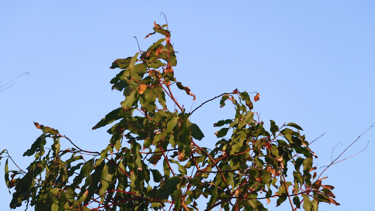 Leaves sway gently against a clear blue sky, capturing a serene moment in Bellarine, Victoria. Natural lighting enhances the tranquil scene