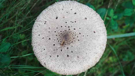 looking down at flat headed white mushroom trypophobia texture