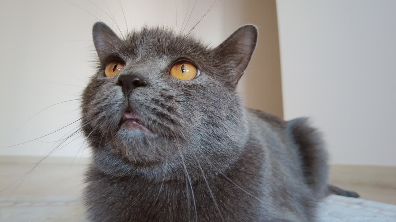 Close up of British Shorthair cat looking around on a carpet