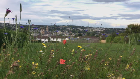 the beautiful wild flowers of england in a local park, overlooking the peaceful city of truro cornwall and cathedral - wide shot