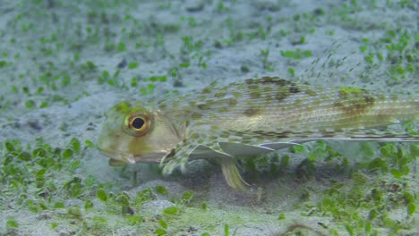 flying-gurnard-walks-searching-for-food,-stirring-up-sand-with-tips-of-fins