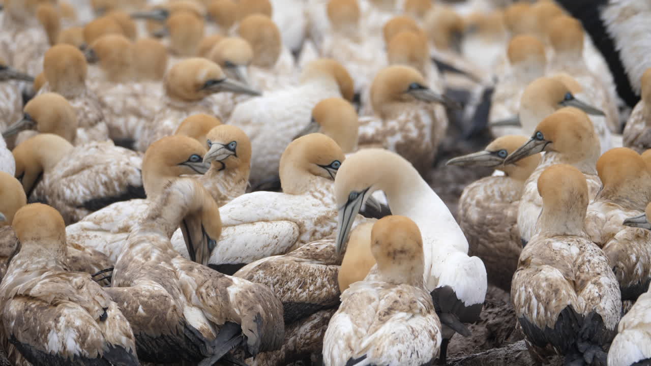 A large colony of gannets on a beach