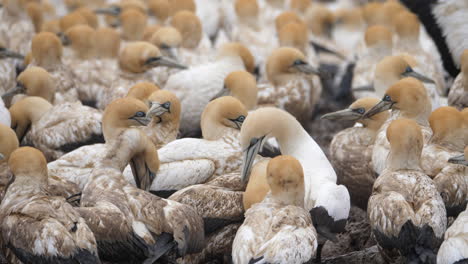 a large colony of gannets on a beach