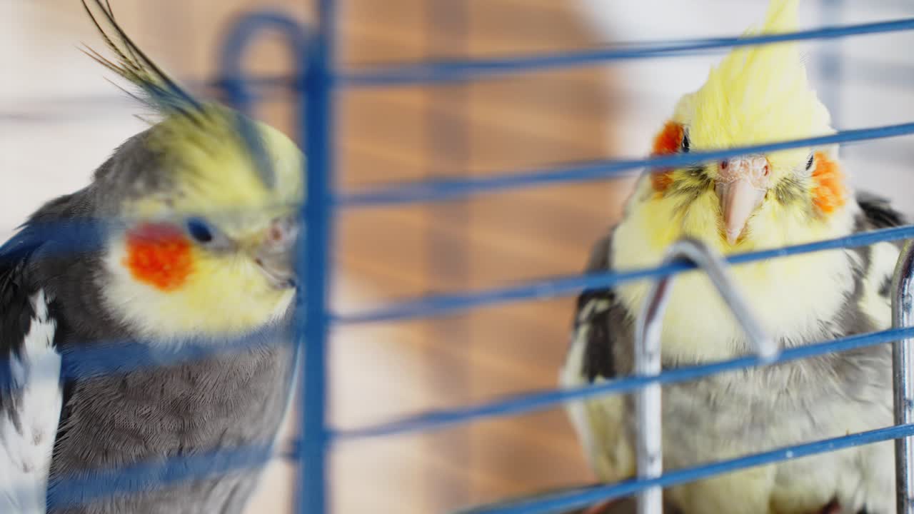 dos lindas aves cacatúas coloridas también conocidas como weiro en jaula azul besándose unos a otros