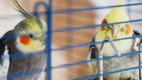 two cute colorful cockatiel birds also known weiro in blue cage kissing each others