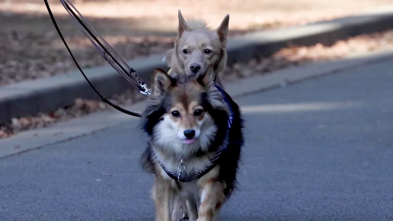 Two dogs, one in a yellow harness, walk side by side on a sunny park path.