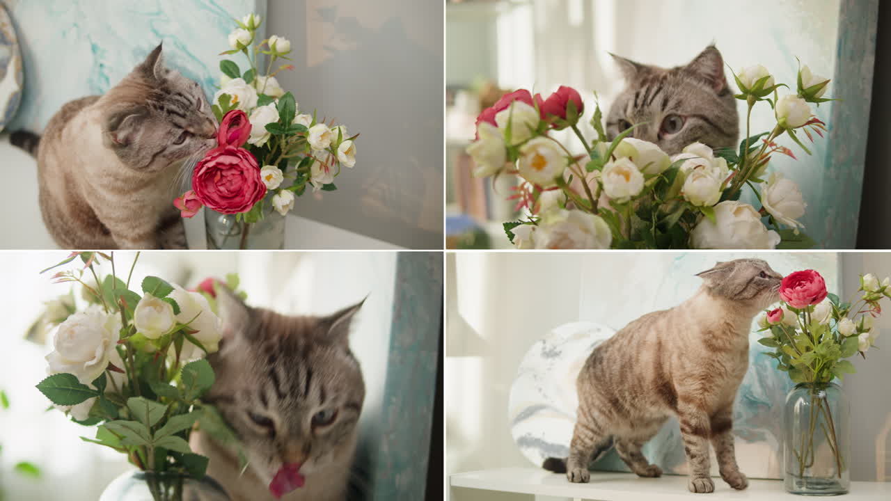 gato jugando con flores