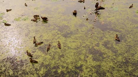 Muchos-Pollitos-De-Pato-Nadando-En-El-Estanque-Desde-El-ángulo-Superior