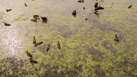 muchos pollitos de pato nadando en el estanque desde el ángulo superior