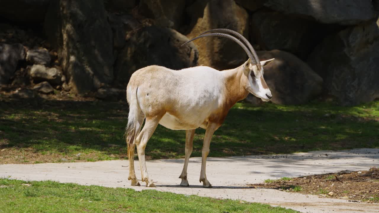 A Scimitar-horned oryx (Oryx dammah), a species now extinct in the wild, stands in profile, showcasing its magnificent curved horns and white coat in a conservation park.