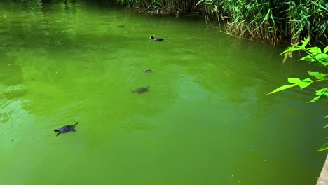 little yellow bellied pond slider turtles swimming in a green water lake beside reeds and a eurasian coot