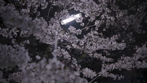 Flores-De-Cerezo-De-Sakura-Que-Florecen-En-La-Noche,-Iluminadas-Por-La-Luz-De-La-Calle,-Japón