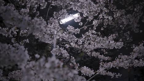 sakura cherry blossoms blooming at night, illuminated by street light, japan