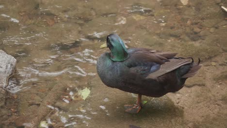 pato salvaje en el arroyo wissahickon