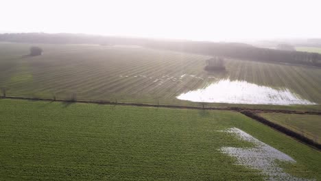 Following-flock-of-flying-swans-over-fields