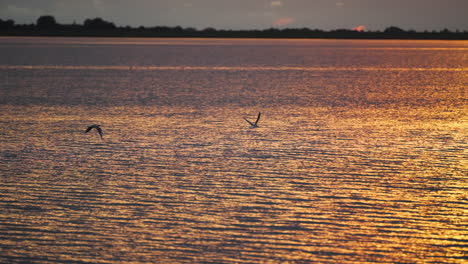 Gaviotas-En-La-Distancia-Durante-La-Hora-Dorada-Volando-Sobre-El-Agua