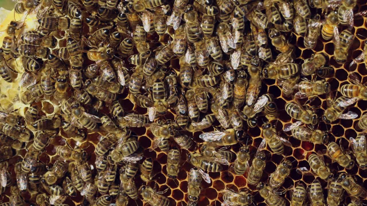 Bees sit on honeycomb with honey in a wooden frame. Apiary concept. Slow motion