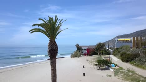 date palm on empty beach at corona shutdown
stunning aerial view flight very close passing flight drone footage