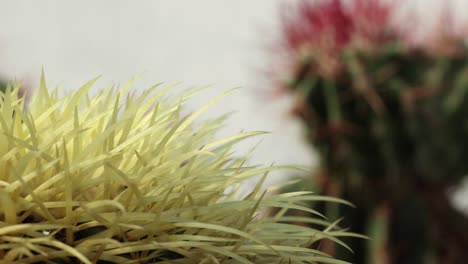 Movimiento-De-La-Cámara-Del-Camión-Del-Lado-Izquierdo-Y-Vista-Más-Cercana-Desde-Una-Planta-De-Echinocactus-Grusoni