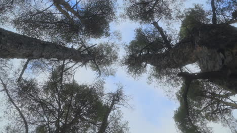 treetop view upwards as camera moves past tall tree trunks