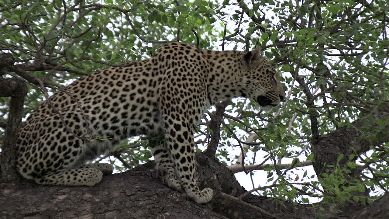vista lateral cercana del leopardo viendo algo desde la rama de un árbol