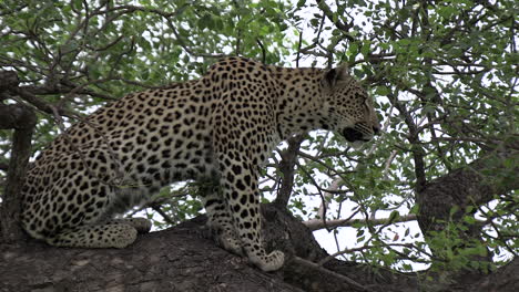 Vista-Lateral-Cercana-Del-Leopardo-Viendo-Algo-Desde-La-Rama-De-Un-árbol