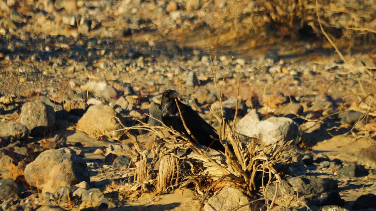 죽음의 계곡에서 사막의 바위 사이에 서있는 고독한 검은 까마귀