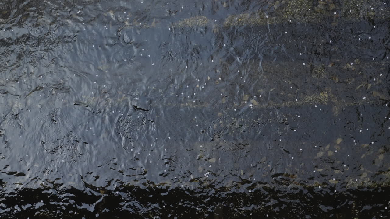 vista superior de los pétalos de la flor de sakura flotando en agua clara en tokio, japón