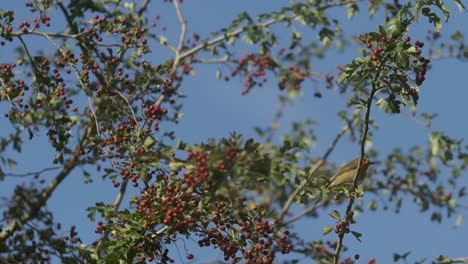 European-robin-hopping-between-branches-of-a-crabapple-tree-slow-motion