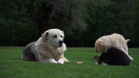 familia de perros descansa en un prado, cachorros blancos y negros jugando con su madre