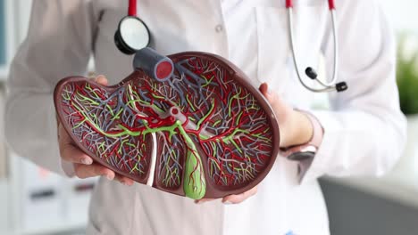 medical professional holding human liver anatomy model